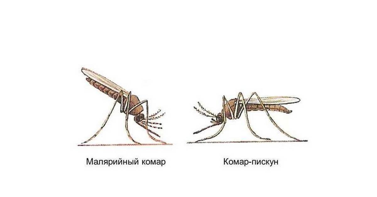 Цветы переносчики ковида. Анофелес или малярийный комар. Как выглядит малярийный комар. Anopheles maculipennis. Малярийных комаров.